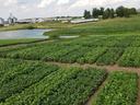 Soybean field
