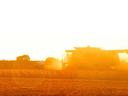 As the sun sets on a warm Fall day, a farmer harvests a soybean field.