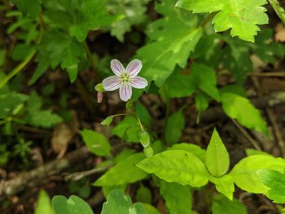 Small white wildflower with pink veins among green leaves; text "© BLAEDOW"