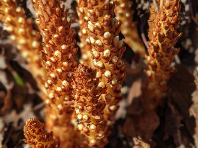Yellow-orange plant spikes emerging from leaf litter; © BLAEDOW in corner