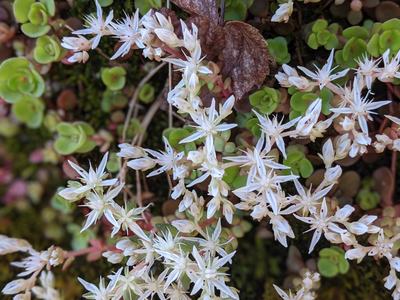 White star-shaped succulent flowers over green rosettes with a brown dead leaf; "© BLAEDOW"