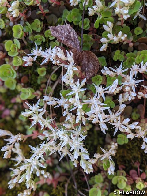 Stonecrop (Sedum ternatum)-1
