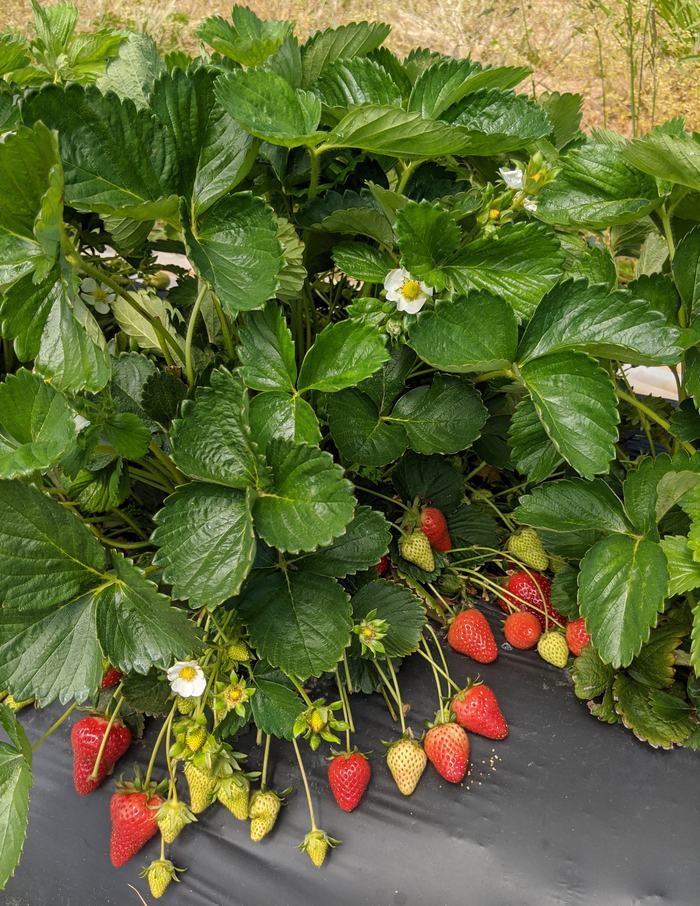 strawberry plant