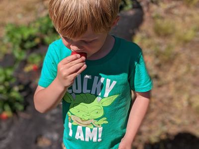 Kid tasting strawberry