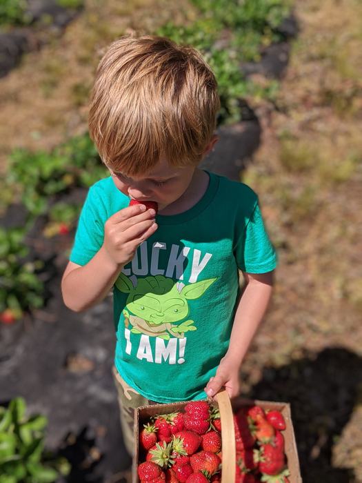 Kid tasting strawberry