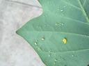 Tulip tree aphids with a brown parasitized aphid mummy and yellow lady beetle eggs. Photo: SD Frank