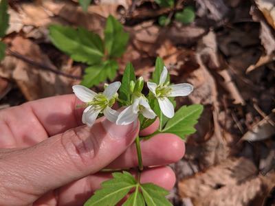 Hand holding small white wildflowers with pinnate leaves over dry leaf litter, © BLAEDOW