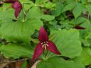 Maroon three-petaled trillium over large green leaves; text "© BLAEDOW"
