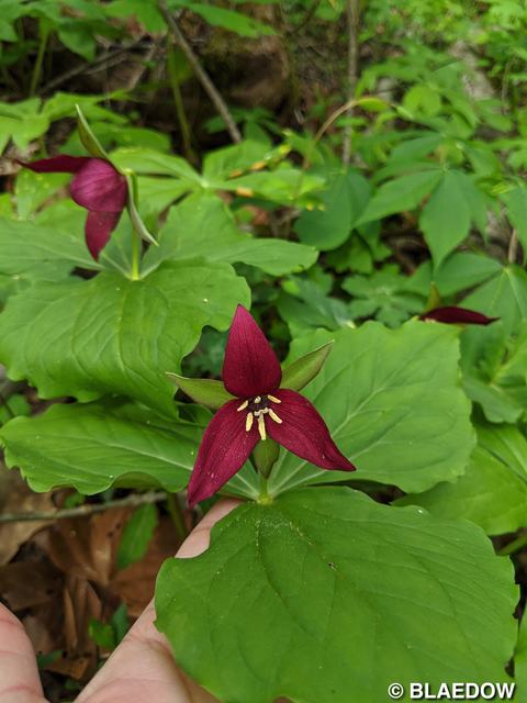 Trillium erectum (Wake Robin)-1