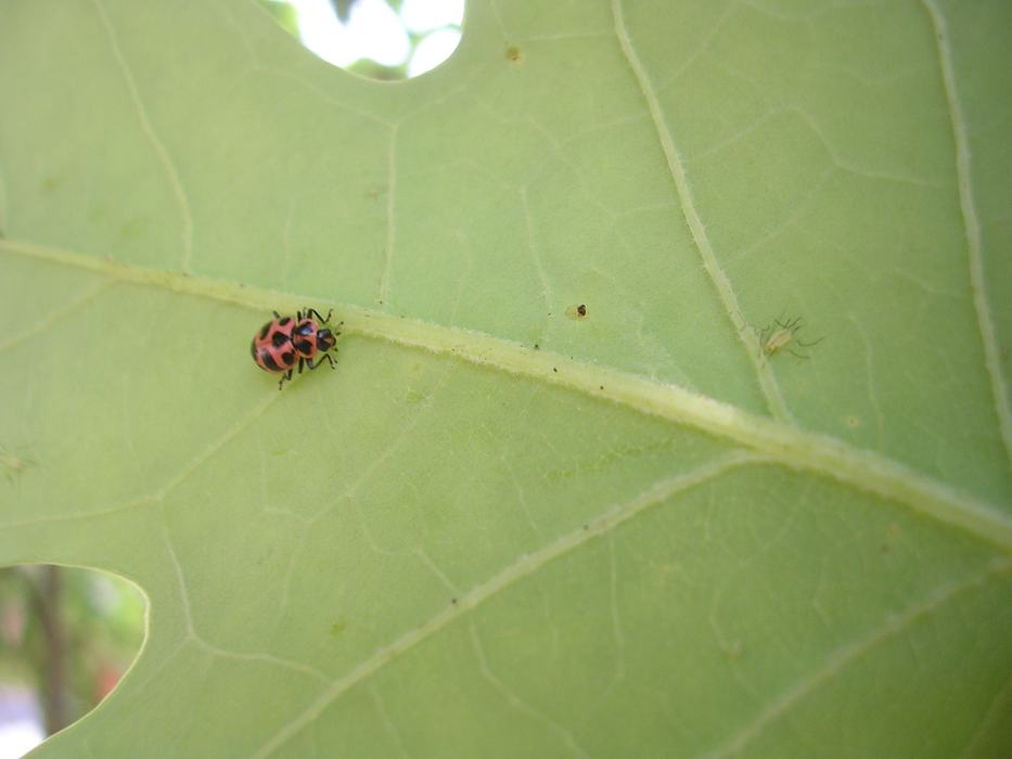 Native lady beetle stalking a tulip tree aphid. Photo: SD Frank