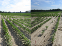otton injury resulting from Warrant applied 1 week prior to planting (right) compared to nontreated (left). Warrant should not be used prior to planting, unless immediately before planting. Photo credit: <em>Andrew Blythe.</em>