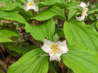 White trillium flower with yellow stamens among green leaves; text "© BLAEDOW"