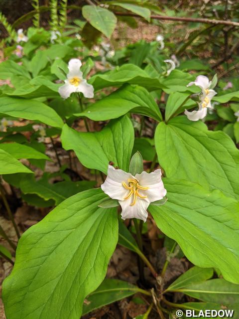 White Trillium-1