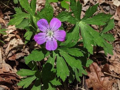 Purple five-petaled wildflower with deeply lobed leaves, dried leaf litter background; © BLAEDOW