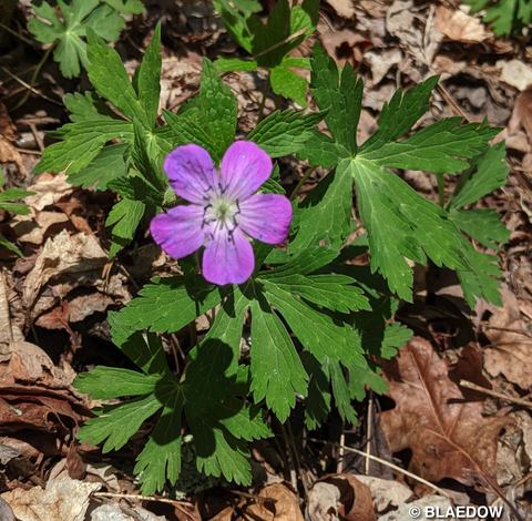 Wild Geranium-1