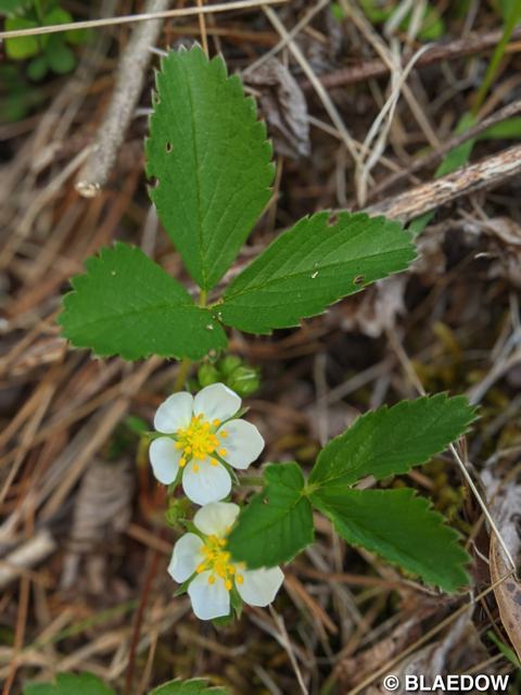 Wild Strawberry-1