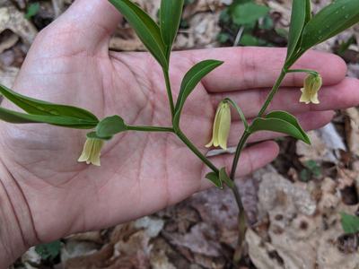 Hand holding small plant with hanging pale yellow bell-shaped flowers; © BLAEDOW
