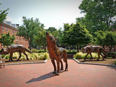 Three copper wolf structures on central campus at NC State University