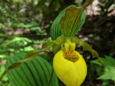 Yellow lady's slipper orchid bloom with green striped leaves, © BLAEDOW