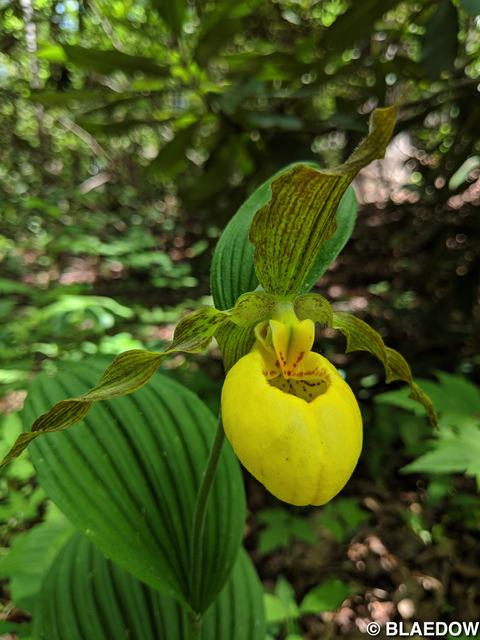 Yellow Lady's Slipper-1
