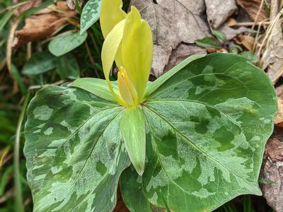 Yellow trillium flower with three mottled leaves on forest floor, text "© BLAEDOW"