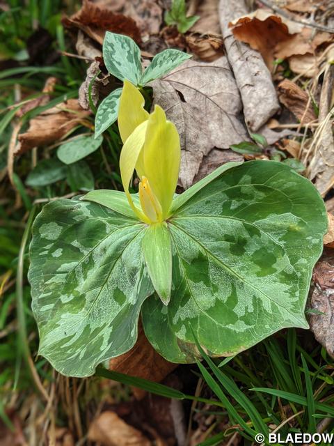 Yellow Trillium-1