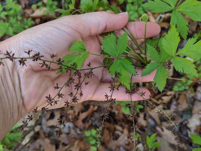 Hand holding green compound-leaf plant with thin stems of small brown star-shaped seed pods © BLAEDOW