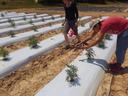 young hemp plants growing on white plastic and two workers