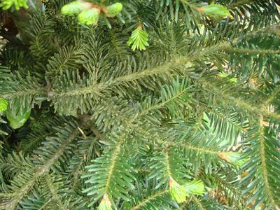 Spruce branches with new light-green needle growth