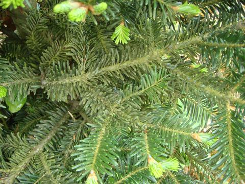 Spruce branches with new light-green needle growth
