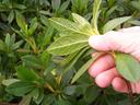 azalea lace bug damage
