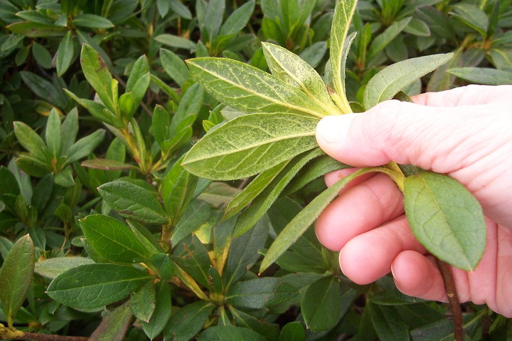 azalea lace bug damage