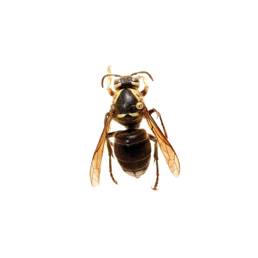 Bald Faced Hornet, Dolichovespula maculata