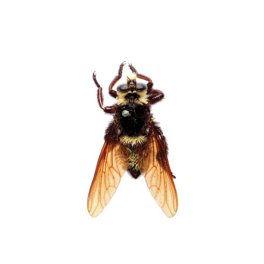 Bee Robber Fly, Mallophora sp.