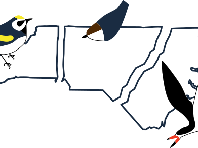 Birding trail website logo