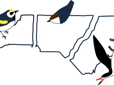 Birding trail website logo