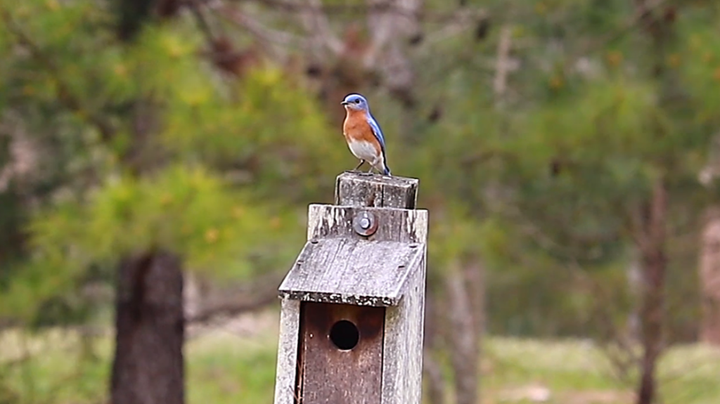 Bluebird