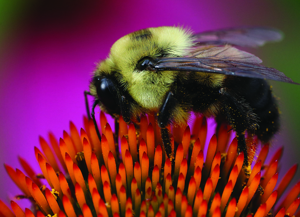 Bee