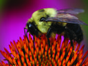 Bumblebee perched on orange coneflower head collecting pollen