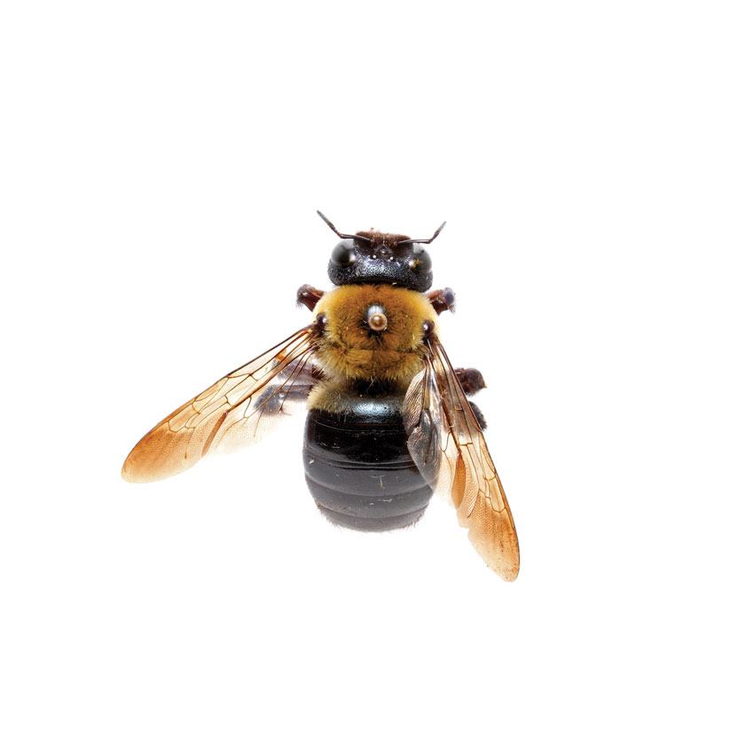 Carpenter Bee, Xylocopa virginica