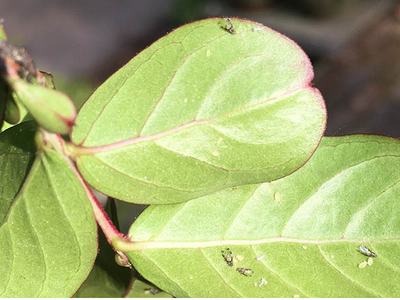 Crape myrtle aphids. Photo: SD Frank