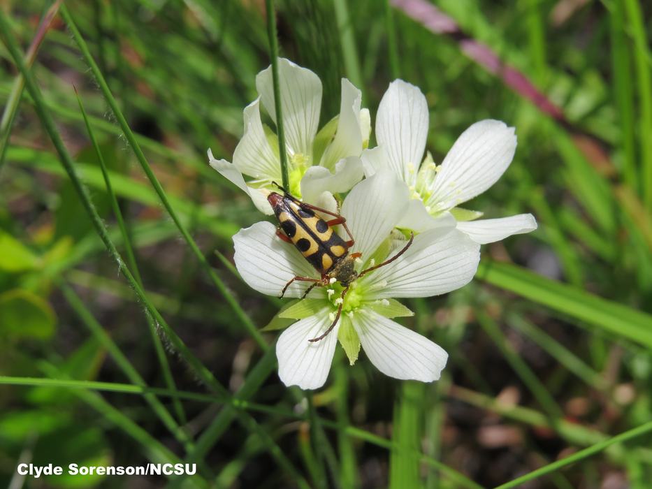 Notch-tipped flower longhorn beetle