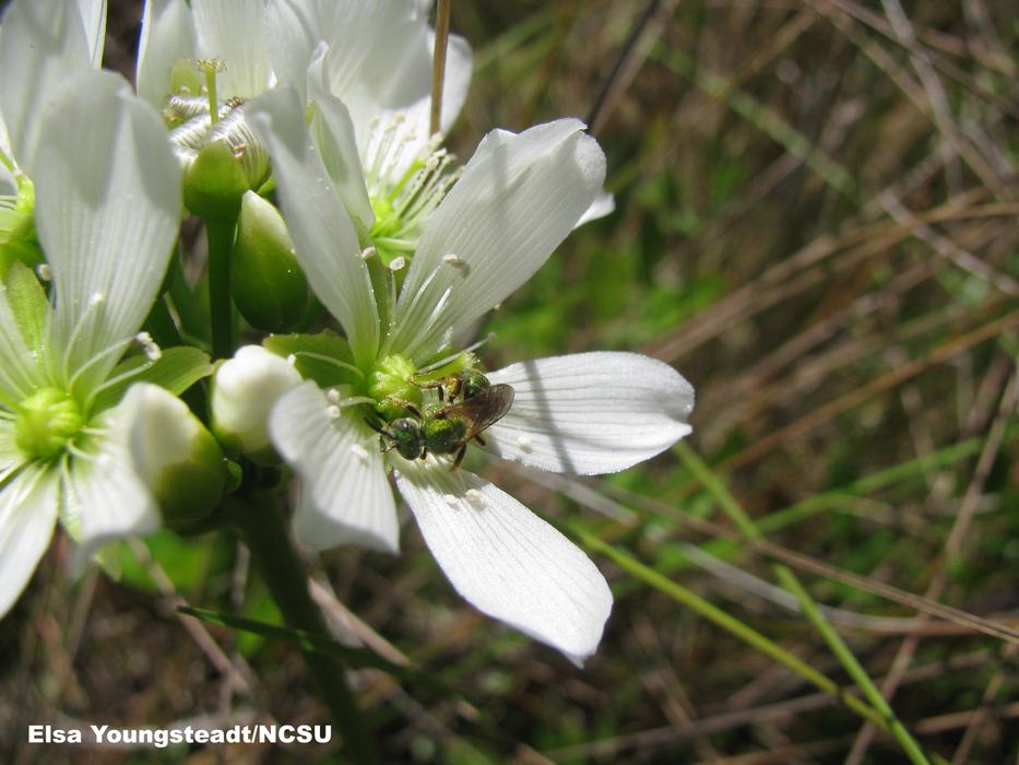 Green sweat bee
