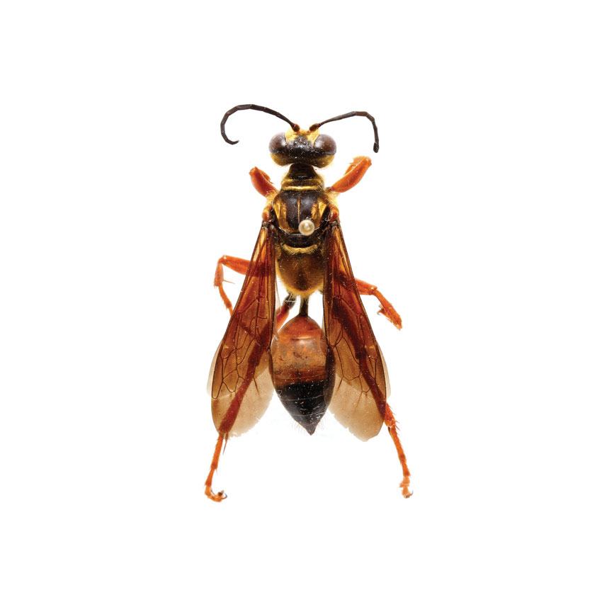 Great Golden Digger Wasp, Sphex ichneumoneous