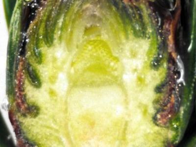 Longitudinal cross-section of a conifer bud showing inner green tissues and resinous brown edges
