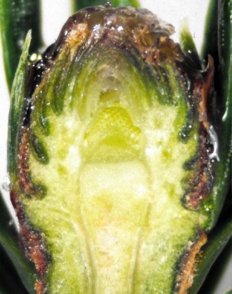 Longitudinal cross-section of a conifer bud showing inner green tissues and resinous brown edges