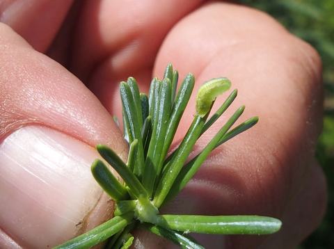 Hand pinching pine needles with a small green caterpillar on one needle