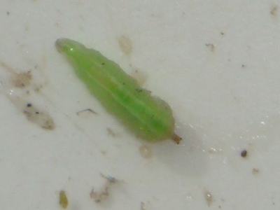 Small bright green caterpillar on a white surface with tiny debris