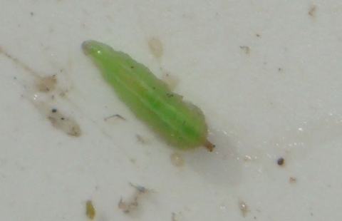 Small bright green caterpillar on a white surface with tiny debris