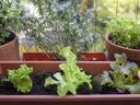 Container garden